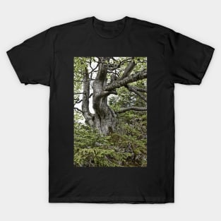 Old twisted tree T-Shirt